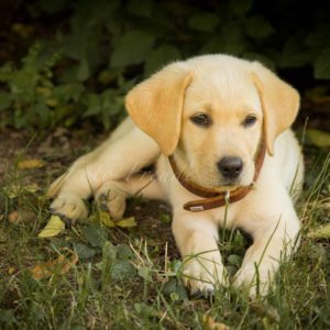 familienshooting in hoechstadt hund in natur